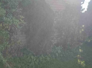 Bush Trimming by Marvin Simmons for Marta J. in Eagleville, PA