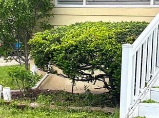 Bush Trimming by Errick Elias for Cassandra M. in Kenmore, NY