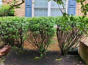 Bush Trimming by Mark Burke for Chris W. in Bristow, VA