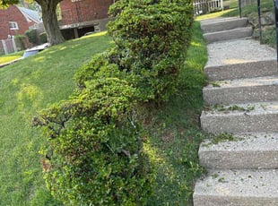 Bush Trimming by Edvin Elias Vargas Estrada for Ramzi G. in Philadelphia, PA