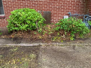 Bush Trimming by Anthony Bartell for Tim R. in Norfolk, VA
