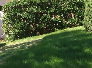 Bush Trimming by Tyrone Wilkins for Julian C. in Washington, DC