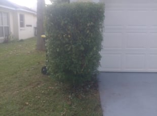Bush Trimming by Eli Marshall for Cornelius K. in Davenport, FL