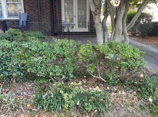 Bush Trimming by Ronald Martin for John R. in Charlotte, NC