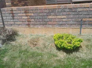 Bush Trimming by Angelic Griego for Dr. Robert P. in Layton, UT