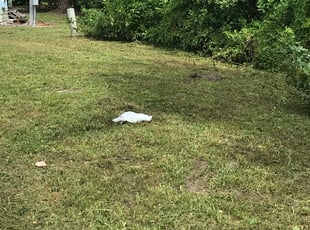 Weeding by Charles Walton for Theresa E. in Lake Worth, FL