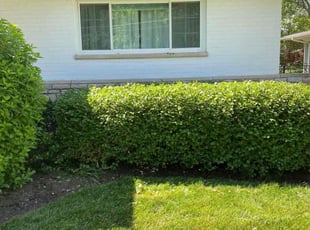 Bush Trimming by Jose Maltos for Patrice L. in Cincinnati, OH