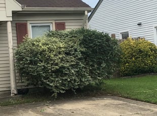 Bush Trimming by Harrison Hogan for Stacy F. in Virginia Beach, VA