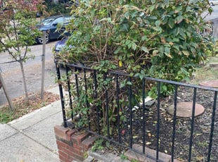 Bush Trimming by Eric Brooks for Levi F. in Philadelphia, PA