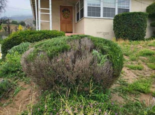 Bush Trimming by Justin Miller for Gale G. in Altadena, CA