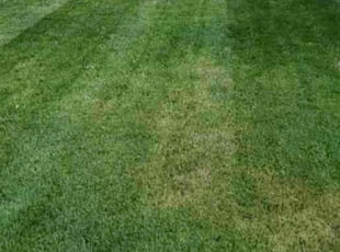 Prasad D.'s Lawn Mowing service result
