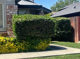 Bush Trimming by Ramon Mojica for Wendy W. in Elk Grove, CA