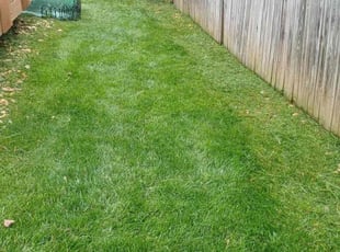 Kevin S.'s Lawn Mowing service result