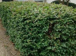 Bush Trimming by Alan Hollis for Jenell L. in Tallahassee, FL