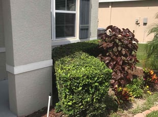 Bush Trimming by Tony Sampson for Ahmed S. in Thonotosassa, FL