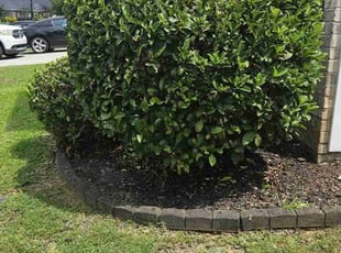 Bush Trimming by Jason Hughes for La S. in Savannah, GA