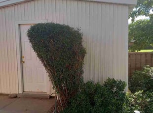 Bush Trimming by Angel Sandoval for Isaac L. in El Paso, TX