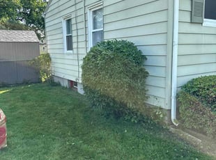 Bush Trimming by Harry Figueroa for kathy s. in Springfield, MA
