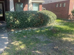 Bush Trimming by Rene Contreras for Towana S. in Richmond, TX
