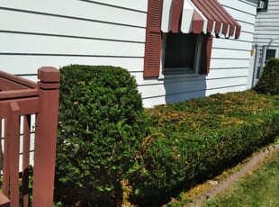 Bush Trimming by Freddie Wilson for Christine F. in Milwaukee, WI