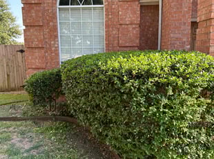 Bush Trimming by Stone Ramsey for Tony V. in Frisco, TX