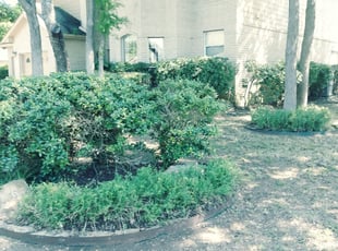 Weeding by Derek Schoenfeld for Gary L. in San Antonio, TX