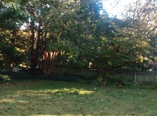 Bush Trimming by Bernard Frampton for Jill D. in Baltimore, MD