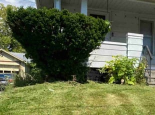 Bush Trimming by Josh Brockett for Dion W. in Syracuse, NY