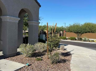 Bush Trimming by Bobby Parris for Daniel M. in Phoenix, AZ