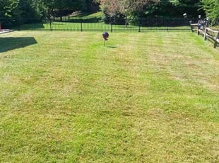 Brenda M.'s Grass Cutting service result