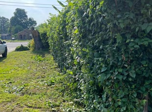 Bush Trimming by Brian McMiller for Debbie R. in North Little Rock, AR