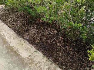 Landscaping by Jerry Merus for Michelle L. in Ocoee, FL