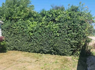 Bush Trimming by Luciano Roldan Torres for Doug W. in Euclid, OH