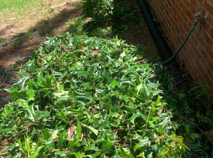 Bush Trimming by Glenda Portillo for Ericka R. in Jonesboro, GA