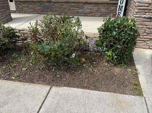 Bush Trimming by Ethan Wright for Susan V. in Dallas, GA