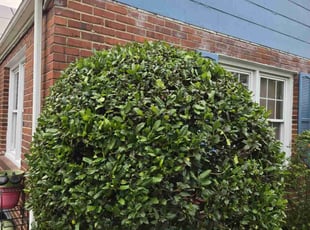 Bush Trimming by Luis Velasco Iraheta for Pam S. in Hyattsville, MD