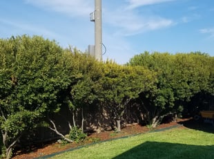 Bush Trimming by Jeffrey Brown for Jacob W. in Fort Worth, TX