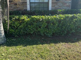 Bush Trimming by Harold Cummings for Lucy L. in West Melbourne, FL