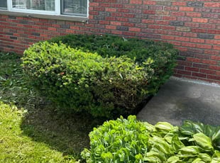 Bush Trimming by Feliciano Matos for Marissa G. in Allentown, PA