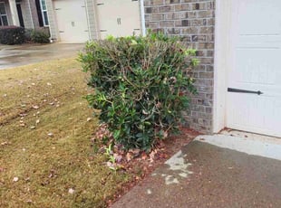Bush Trimming by Michael Peters for Kristi W. in Canton, GA