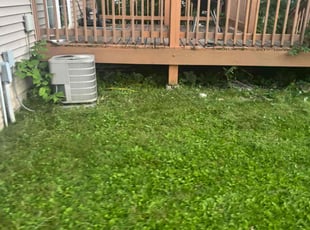 Bush Trimming by Richard Anderson for Patrice B. in Minneapolis, MN