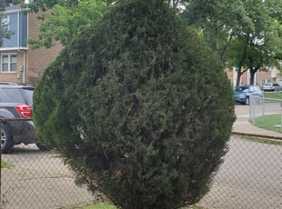 Bush Trimming by Brandon Morris for Terri W. in Pittsburgh, PA