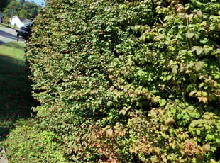 Bush Trimming by Daniel Davenport for Corey M. in Knoxville, TN