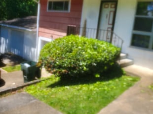 Bush Trimming by Sherman Franklin for Jacob H. in Chattanooga, TN