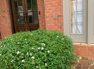Bush Trimming by William Braun for Rebecca H. in Alpharetta, GA