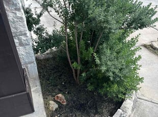 Weeding by Noah Morrison for Nathan W. in Austin, TX