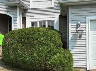 Bush Trimming by David Dangler for Mary R. in Battle Creek, MI
