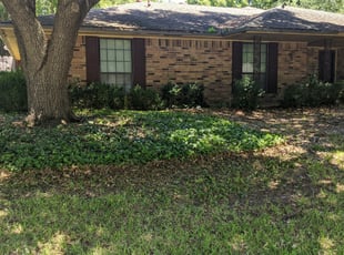 Bush Trimming by Eve Solis for Stephanie H. in DeSoto, TX
