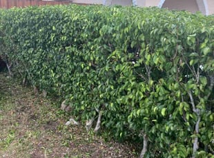 Bush Trimming by Michael Smith for Victor G. in Margate, FL