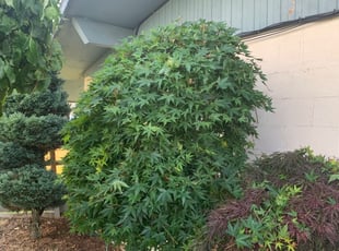Bush Trimming by Antonio Ortega for Loretta M. in Gresham, OR